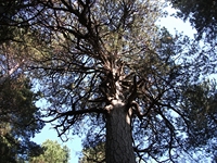 ppinazzu-20110828 007